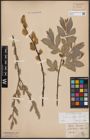 Foto von Salix caprea L. x Salix cinerea L.